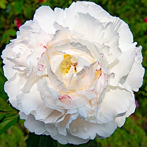 White peony - blooming white common peony - Paeonia officianles - flowering in garden at whitsun