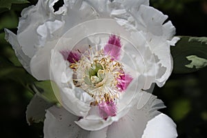 White peony blossom