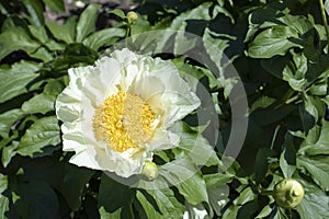 White peony blossom on foliage background, natural flower creamy peony natural postcard background