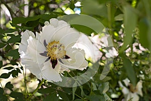White peony blossom. Natural horizontal photography blooming peony flower