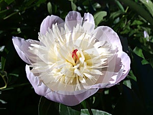 The white peony blossomed