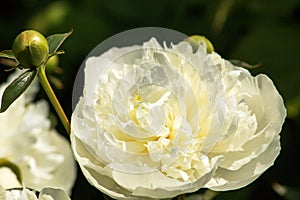 White peony with bud