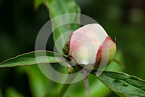 White peony bud on a green bush. cultivation and farming.