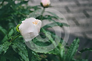 White peony bud with water drops after rain