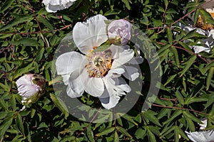 White peony with buds in the garden at noon