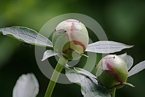 White peony buds on a green background