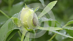 White peony burgeon after rain