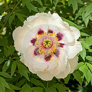 White peony bush. Delicate background for your design. Front view and close-up.