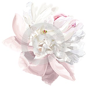 White peony flower