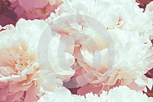 White peony flower background