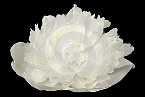 White Peony Flower on Black Background