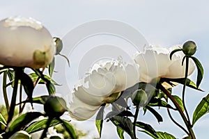 White peony flower blossom bush in garden