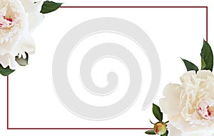 White peony flower, bud and leaves in a floral corner arrangements and a frame isolated on white