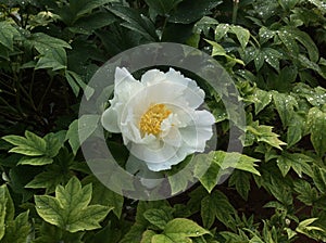 White Peony Flower with Dew in A Garden in Luoyang City