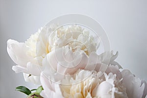 White peony flower. Macrophoto. Floral background