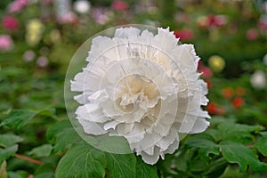 A white peony flower in the park.