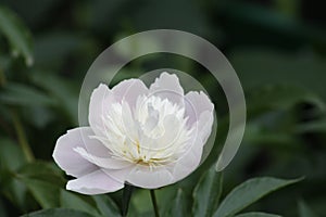 White Peony Flower.