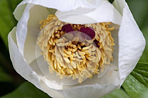 White peony flower