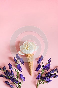 White peony flower in waffle cone and ultra violet aconitum on pink background. Summer concept.