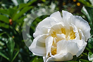 White peony flower with water drops