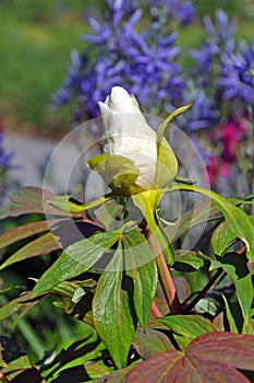 White peony flowerbud