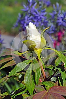 White peony flowerbud photo