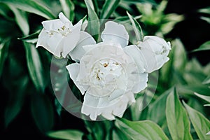 White peony flowers bloom in the garden.