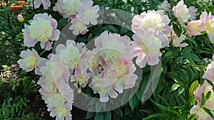 White peony flowers bloomed on a flower bed in the garden