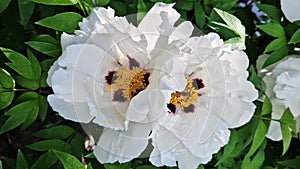 White peony flowers, close-up