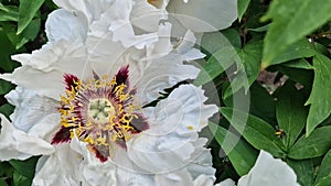 White peony flowers, close-up. Peony shrub that blooms with beautiful large white flowers