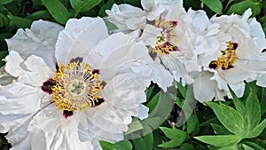 White peony flowers, close-up. Peony sufruticum