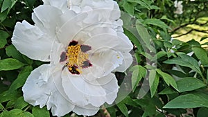 White peony flowers, close-up. Peony sufruticum