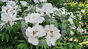 White peony flowers, close-up. Peony sufruticum