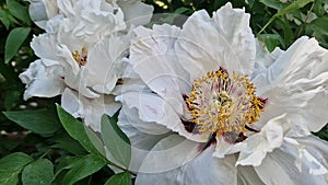 White peony flowers, close-up. Peony sufruticum