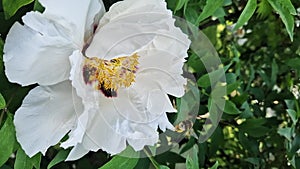 White peony flowers, close-up. Peony sufruticum