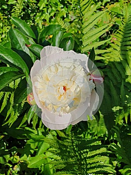 White Peony Flowers in a Garden on a Sunny Spring Day in the Month of May