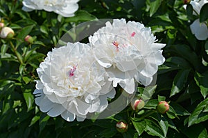 White peony