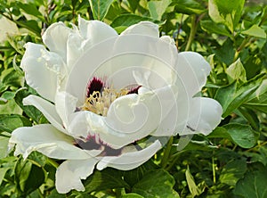 White peony in full bloom