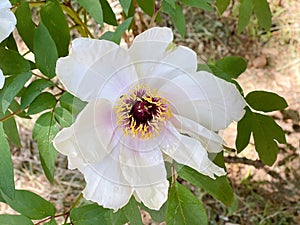 White peony has perfect flower language