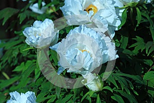 White peony in the home garden,petals close-up at sunset, natural blurred background. For design, texture, Nature