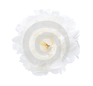 White  peony isolated on white background. Close-up