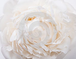 White peony petals closeup, summer flowers macro shot. Natural t photo