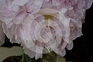 White Peony with Rain Droplets on Its Petals in a Beautiful Display of Floral Complexity