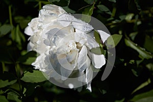 White peony surrounded by emerald green foliage. raindrops on a flower. summer mood, selective focus