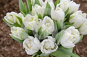 White peony tulips, Mondial variety, grown on a farm, field of tulips beginning to bloom on a spring day. A farm growing