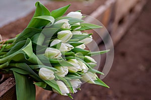 White peony tulips of Mondial variety grown on a farm. Tulips are gathered in a bunch. A farm growing seasonal flowers