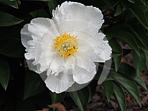 White Peony With Yellow Stamens