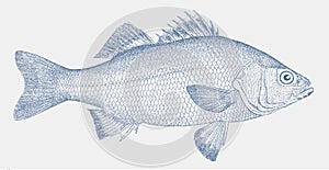 White perch, a freshwater fish from North America in side view