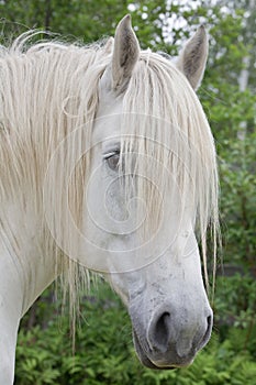 White Percheron Draft Horse Head Shot