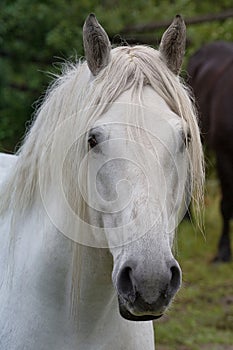 White Percheron Draft Horse photo